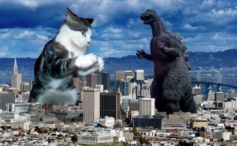 Catzilla vs Godzilla Giant Cat, Cat Attack, Silly Cats Pictures, Bad Cats, Funny Cats And Dogs, Silly Animals, Silly Cats, Funny Animal Pictures, الرسومات اللطيفة