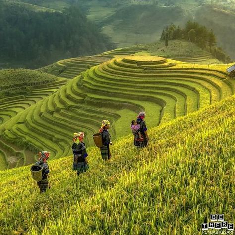 Rice terraces in the highland of Nothern Vietnam. Rice Packaging, Rice Fields, Rice Terraces, Philippines, Terrace, Bali, Vietnam, Digital Drawing, Solar