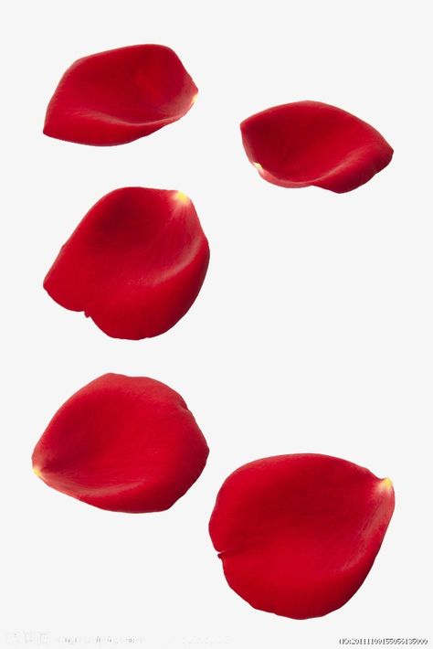 Flower Picture Frames, Red Rose Petals, Red Petals, 패턴 배경화면, Flowers Petals, Good Night Greetings, 3d Rose, Rose Rouge, Rose Design