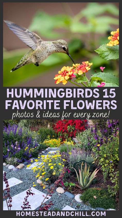 Hummingbird Garden Flowers, Backyard Birds Sanctuary, Butterfly Garden Plants, Hummingbird Plants, Hummingbird Flowers, Hummingbird Garden, Pollinator Garden, Outdoor Flowers, How To Attract Hummingbirds