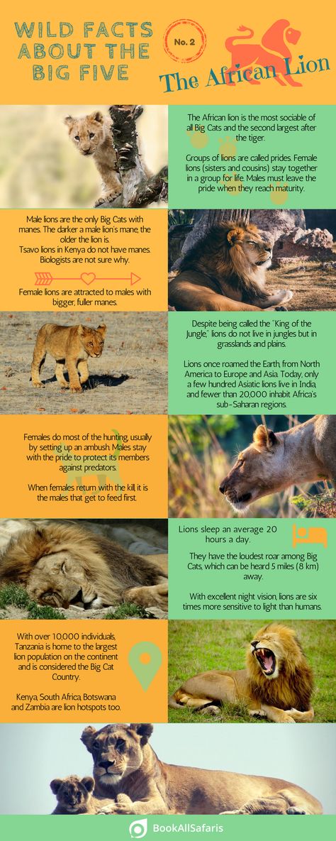 Wild Facts About the Big Five: No. 2 – the African Lion [Infographic] - BookAllSafaris.com The Big 5 Africa Animals, The Big Five South Africa, Lion Facts For Kids, Facts About Lions, The Big Five Animals, Lion Habitat, African Grasslands, Leopard Facts, Fun Facts About Lions