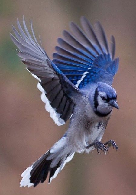 Bird Flying Reference, Blue Jay Flying, Flying Blue Jay, Bluejay Tattoo, Bird Reference, Blue Jay Bird, Bird Flying, Jay Bird, Animal Study