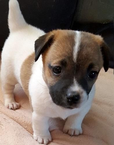 Jack Russell Terrier Puppies For Sale | Brandon, FL Jack Russell Terrier Puppies, Jack Russell Puppies, Jack Russell Dogs, Terrier Breeds, Animals Friendship, Jack Russel, Terrier Puppies, Dog Sculpture, French Bulldog Puppies