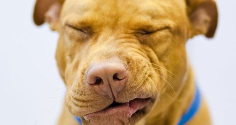 Reverse Sneezing in Dogs: Causes and Treatments Dog Pill Pockets, Reverse Sneezing In Dogs, Dog Warts, Cooker Dog, Dog Throwing Up, Dog Sneezing, Human Food For Dogs, Dog Coughing, Home Cooked Dog Food