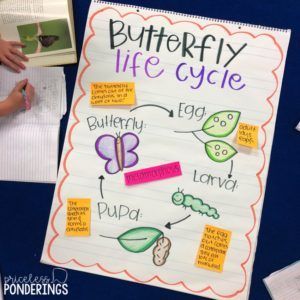 Life Cycles of a butterfly anchor chart Butterfly Life Cycle Anchor Chart Kindergarten, Pre K Science Lesson Plans, Science Anchor Charts Kindergarten, Insect Anchor Chart Preschool, Butterfly Life Cycle Anchor Chart, Butterfly Lesson Plans 2nd Grade, Life Cycle Of A Butterfly Lesson Plan, Butterfly Life Cycle First Grade, Science For Kindergarten Lesson Plans