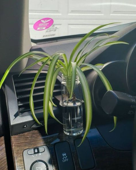 9 Amazing Plants You Can Grow in Car | Balcony Garden Web Car Indoor Decor, Plants In Car Aesthetic, Car Garden Ideas, Plant Car Accessories, Cool Car Decorations, Plant Car Decor, Car Visor Decor, Earthy Car Interior, Green Car Interior Decor