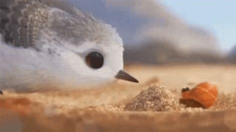 Boop GIF - Boop - Discover & Share GIFs Piper Pixar, Pixar Shorts, Disney Shorts, Short Movie, Arte Fantasy, Disney And Dreamworks, Disney Love, 귀여운 동물, Animated Movies