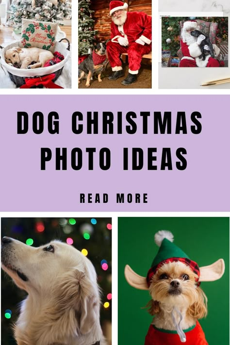 Dog Christmas Photo Ideas Dog Monthly Photo Ideas, Christmas Dog Photoshoot Ideas, Funny Christmas Cards Photo Ideas With Dogs, Christmas Dog Photos, Dog Christmas Card Ideas, Christmas Card Photo Ideas With Dog, Holiday Pet Photography, Christmas Dog Photography, Holiday Dog Photos