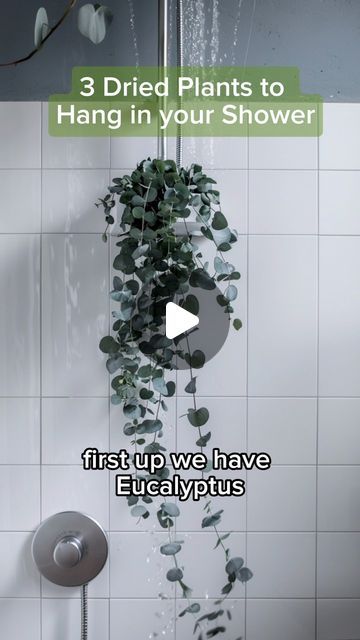 Bathroom Ideas Eucalyptus, Lavender In Shower Ideas, Plant On Shower Head, Shower Eucalyptus Plant, Plants To Hang In The Shower, Dried Eucalyptus Uses, Drying Eucalyptus, Plants In Shower, Plants In The Shower