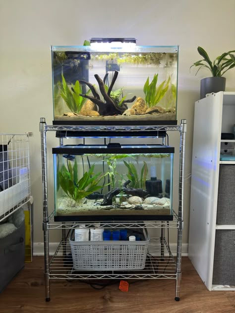 Fish Tank Placement Ideas, 5 Gallon Fish Tank Ideas, Fish Tank Rack, Fish Rack, Community Fish Tank, 5 Gallon Tank, Axolotl Tank, Fish Tank Themes, Fish Tank Stand