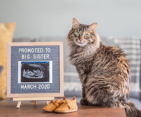 Baby Announcement With Cat, Cat Baby Announcement, Pregnancy Announcement With Cat, Cat Pregnancy Announcement, Pet Announcement, Pet Pregnancy Announcement, Husband Pregnancy Reveal, Pregnancy Reveal Photos, Cat Baby Shower