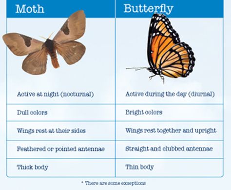 Comparison between Butterflies and Moths. Read more fun information on butterflies and moths here: http://easyscienceforkids.com/all-about-butterflies-and-moths/ Moths Vs Butterflies, Moth Activity Preschool, Moth Vs Butterfly Tattoo, Butterfly Vs Moth, Moth Craft, Moth Facts, All About Butterflies, Butterfly Information, Butterflies Theme