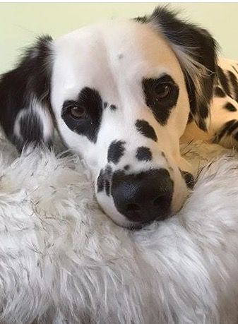 Dalmation Aesthetic, Dog Design Art, Cute Reptiles, Dalmatian Puppy, Very Cute Dogs, Pretty Animals, Cute Animal Photos, Baby Dogs