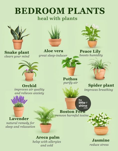 Plants For Study Table, Plants That Survive With No Light, Easy To Take Care Of Indoor Plants, House Plant Types, Easiest Plants To Keep Alive Indoors, Plant Inside House, Houseplant Guide, Plant Ideas Indoor, Easiest House Plants