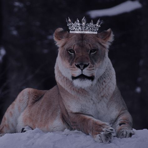 Queen Lioness, African Animals Photography, Lion Queen, Lions International, Wolf Conservation Center, Photographie Indie, Female Lion, Lions Photos, Lion Illustration