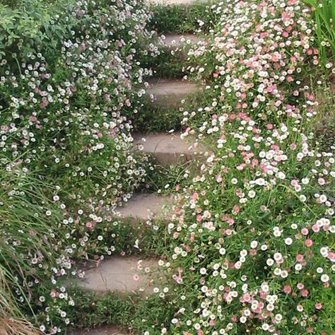 Garden Path Ideas, Path Ideas, Cottage Garden Design, Garden Walkway, Garden Steps, Garden Path, Tall Plants, Whimsical Garden, Garden Pests