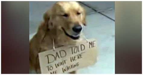 Dog Spotted Outside Store All Alone, With A Sign Around His Neck Golden Retriever Gif, Golden Retriever Names, Old Golden Retriever, Dog Waiting, Dog Training Advice, Dog Brain, Dog Rules, Smart Dog, Bad Dog