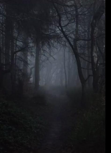 Dark Naturalism, Dark Forest Aesthetic, Dark Woods, Forest Aesthetic, Dark Green Aesthetic, Slytherin Aesthetic, Dark Nature, Dark Nature Aesthetic, The Fog