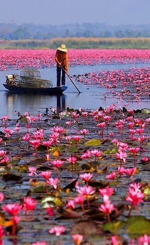 Red Lotus Sea, Located in Udonthani, Thailand | by goglee Red Lotus, Palawan, Jolie Photo, Pattaya, Mongolia, Water Lilies, Hanoi, Places Around The World, Phuket