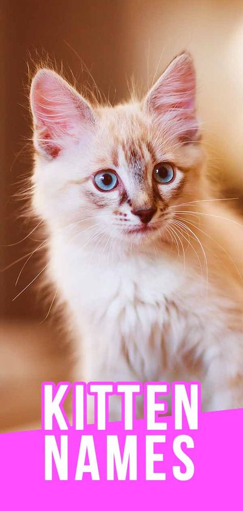 kitten names Kitten Names Boy, Kitten Names Unique, Kitten Names Girl, Burmese Kittens, Boy Cat Names, Fun Facts About Cats, Girl Cat Names, Cat 2023, Unique Drinks