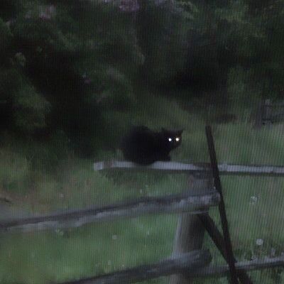 The Grass, Lush Green, Black Cat, Lush, Forest, Green, Black