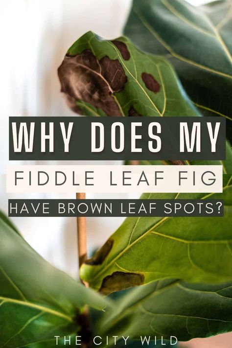 Fiddle Leaf Tree Brown Spots, Fiddle Leaf Tree Care Brown Spots, Brown Spots On Fiddle Leaf Fig, Fiddle Leaf Fig Problems, Fig Plant Indoor, Propagate Fiddle Leaf Fig, Fig Bush, Fig Tree Plant, Fiddle Leaf Fig Care