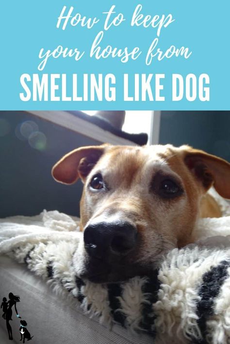 How to Keep Your House from Smelling Like A Dog - Oh My Dog! Stinky Dog, Car Cleaner, Dog Smells, Dog Odor, Dog Lady, Dog Care Tips, Pet Odors, Dogs Pooping, Dog Blog