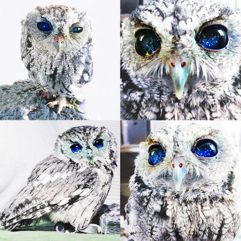 Blind Owl Zeus The Blind Owl, Blind Owl, Wise Animals, Screech Owl, Beautiful Butterflies Art, Cute Small Animals, Pretty Animals, Animal Hospital, Cute Little Animals