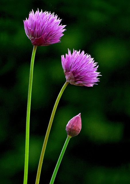 Chives Herbal Alchemy, Floral Names, Allium Schoenoprasum, Chive Flower, Wallpaper Nature Flowers, Garden Pictures, Growing Herbs, Flowers Nature, Flower Boxes