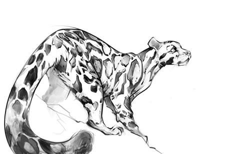 Animal Blog: Clouded leopard (+extra big tail) Clouded Leopard, Drawing Eyes, Big Cats Art, Animal Study, 캐릭터 드로잉, Arte Sketchbook, Poses References, Animal Sketches, 영감을 주는 캐릭터