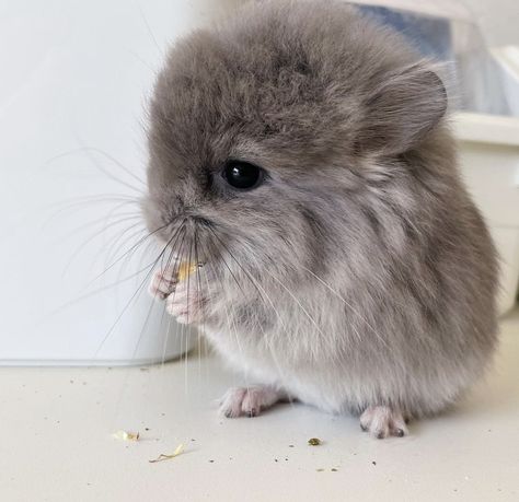 Chinchilla Cute, Chinchilla Pet, Gorgeous Animals, Cut Animals, Cute Small Animals, Lovely Creatures, Chinchillas, Cute Hamsters, Pretty Animals