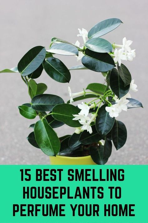 Tanaman Pot, Household Plants, Aromatic Plant, Fragrant Plant, Inside Plants, Best Indoor Plants, Bedroom Plants, House Plants Decor, House Plants Indoor