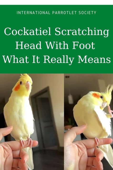 Why is the meaning behind a cockatiel scratching head with foot? Find out more about this behavior as you read this post! #cockatiel #internationalparrotletsociety #healthcare #africangrey #parrot #parrolet #parakeets #pet #bird #behavior Cockatiel Care, Parakeet Care, Cockatiel Toys, Parakeets, African Grey, Pet Bird, Bird Feathers, The Meaning, Parrot