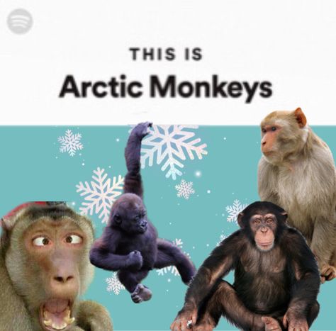 Spotify This Is Funny, This Is Spotify Funny, Monkey Memes, Spongebob Pics, Facebook Meme, Artic Monkeys, Music Taste, Chernobyl, Funny Animal Memes