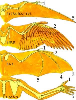 This site presents the idea that birds developed from flying pterosaurs. This is a credible alternative to the current, mainstream idea that birds developed from land-based dinosaurs. Wing Anatomy, Types Of Wings, Wings Inspiration, Bird People, Wings Drawing, Bird Wings, Anatomy Drawing, Drawing Reference Poses, Art Stuff