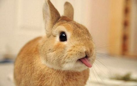 20 Adorable Bunnies Sticking Their Tongues Out | Bored Panda Tancho Koi, Somebunny Loves You, Bunny Pictures, Funny Bunnies, Pet Care Tips, Boxer Dogs, 귀여운 동물, Cuteness Overload, Cute Bunny