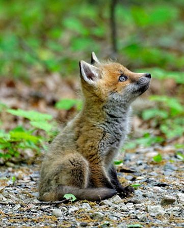 Regnul Animal, Cele Mai Drăguțe Animale, Baby Fox, Cute Fox, Cute Creatures, Sweet Animals, Animal Photo, Nature Animals, 귀여운 동물