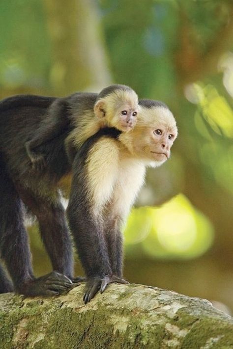 So lovely to see baby capuchin with its mother and not caged in a house Monkey Breeds, Types Of Monkeys, Small Monkey, Capuchin Monkey, Mandrill, Pet Monkey, A Monkey, Wild Creatures, Cute Monkey