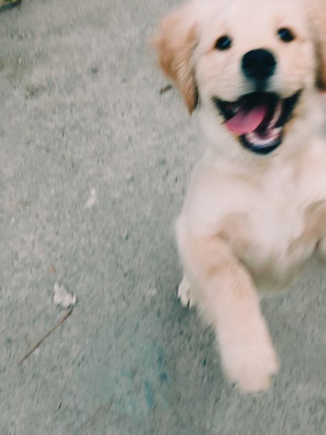 Golden Retriever Puppy Aesthetic, Cute Golden Retriever Puppy, Puppy Smile, Excited Puppy, Puppy Aesthetic, Smile Dog, Cute Golden Retriever, Big Puppies, Super Cute Animals