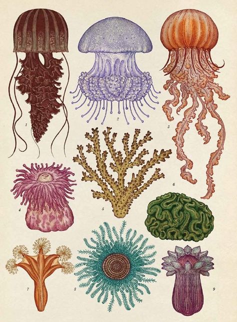 Cnidaria Katie Scott, Botanisk Illustration, Cnidaria, Arte Inspo, Scientific Illustration, Sea Art, Art Plastique, Back Tattoo, Botanical Illustration