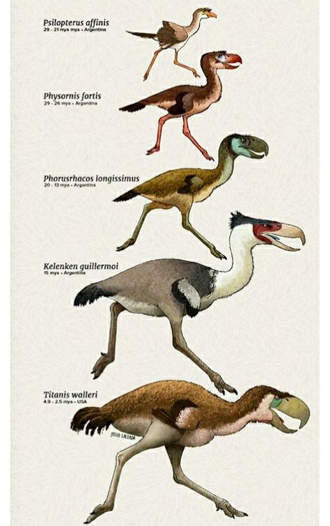 Bird Evolution, Bird Dinosaur, Terror Bird, Prehistoric Mammals, Prehistoric Animals Dinosaurs, Types Of Birds, Prehistoric Wildlife, Prehistoric World, Ancient Animals