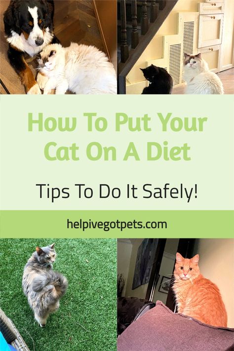 Cat Diet Plan, Cat Feeding Schedule, Obese Cat, Bubble Cat, Cat Health Problems, Cat Diet, Colorful Hairstyles, Cat Nutrition, Cat Exercise