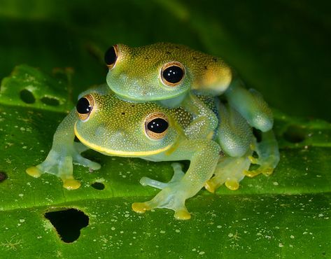 Glass Frogs, Lake Animals, Amazing Frog, Pet Frogs, Animal Inspiration, Reptile Room, Frog Theme, Frog Sitting, Natural Inspiration