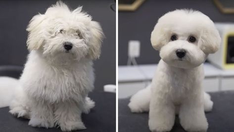 Dogs-Haircut-Before-After-Groomer-Shu-And-Tree Maltipoo Haircuts, Puppy Haircut, Maltipoo Dog, Dog Grooming Styles, Poodle Haircut, Puppies Tips, Dog Grooming Salons, Puppy Grooming, Teddy Bear Dog