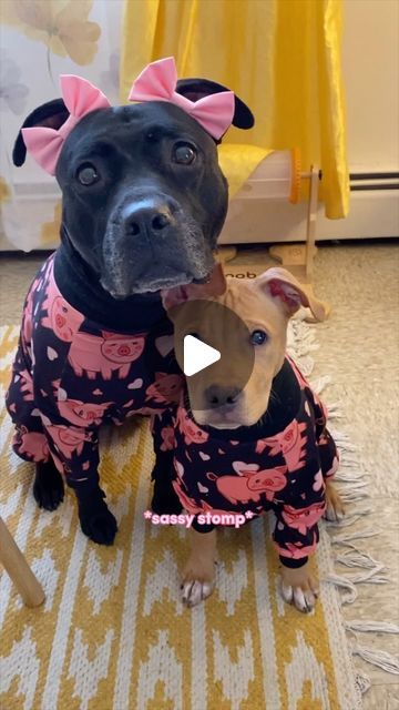 Akira The Black “Pit Bull” on Instagram: "the sassy little stomp 🥹🩷 @akirablackpit can’t believe @asahithepuptato was ever that small! 🥺 🎀 double bows @wildly.cute 🐷 pajamas @toothandhoney AKIRA10 #dogsofinstagram #pitties #pittie #pitbulls #pitbull #pitbullsofinstagram #cutedogs #cutedogsofinstagram #adorabledog #adorable_animals #floppyears #muttsofig #rescuedogs" Unlikely Animal Friends, Haiwan Comel, Black Pit, Pitbull Lover, Pitbull Puppies, Staffordshire Bull Terrier, Cute Animal Videos, Pitbull Dog, Shakira