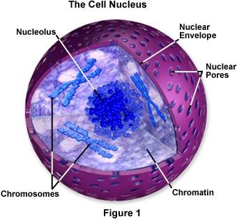 Molecular Expressions Cell Biology: Plant Cell Structure - Nucleus Chromosome Structure, Animal Cell Structure, Plant Cell Structure, Animal Cell Project, Nuclear Membrane, Cell Parts, Cells Project, Cell Organelles, Animal Cell