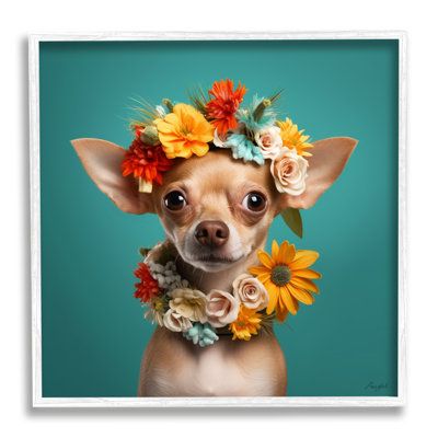 Chihuahua lover