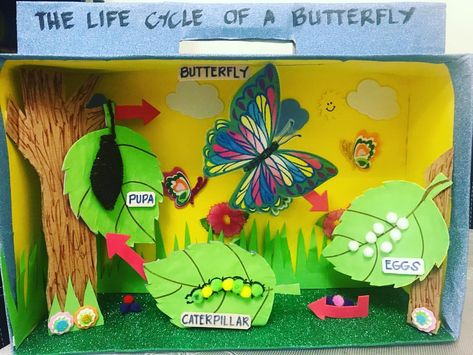 The Life Cycle of a BUTTERFLY 🦋 #parentofapreschooler #projects #homework #lifecycleofabutterfly #diorama #ideas #pinterest #instagram… Butterfly Life Cycle Project, Butterfly Life Cycle Preschool, Life Of A Butterfly, Butterfly Crafts Preschool, Life Cycles Preschool, Butterfly Life Cycle Activity, Butterfly Life Cycle Craft, Life Cycle Of A Butterfly, Cycle Of A Butterfly