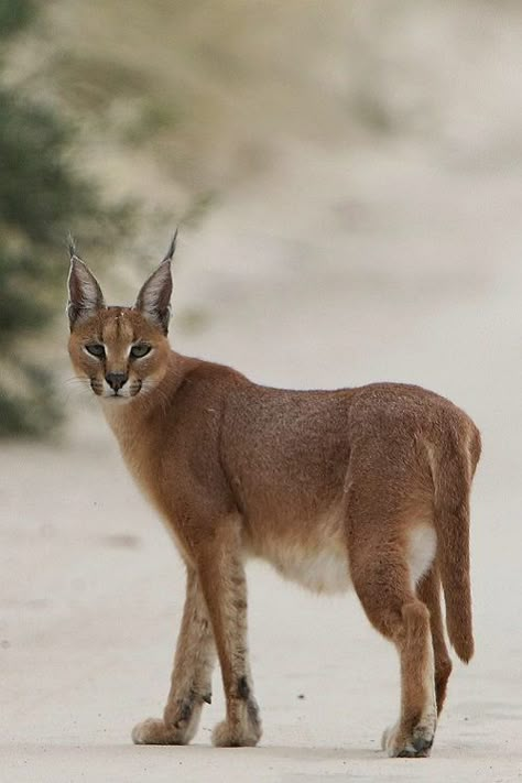 ♔ Caracal Caracal Cat, Small Wild Cats, Cat Species, Exotic Cats, List Of Animals, Pretty Animals, Animal Books, Cute Wild Animals, African Animals