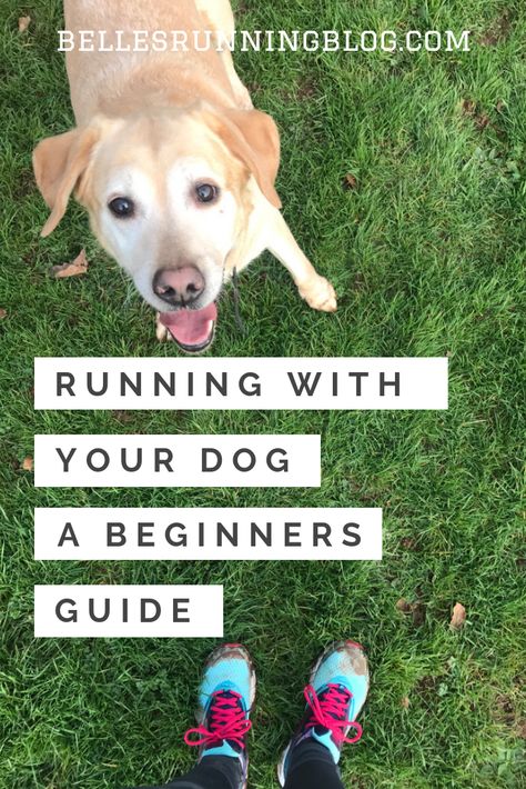 Want to run with your dog but not sure where to start?  This beginners guide to running with your dog will have all of the answers that you'll need to start running with your pooch whether you're interested in taking up Canicross or just run with your pup for fun. Before you start running with your dog, make sure you read these tips on how to get started #canicross #runwithyourdog Running Plan, Start Running, Running For Beginners, Dog Runs, How To Start Running, Running Tips, Just Run, Running Training, Dog Training Tips